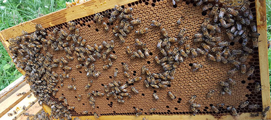 10 Tips for New Beekeepers